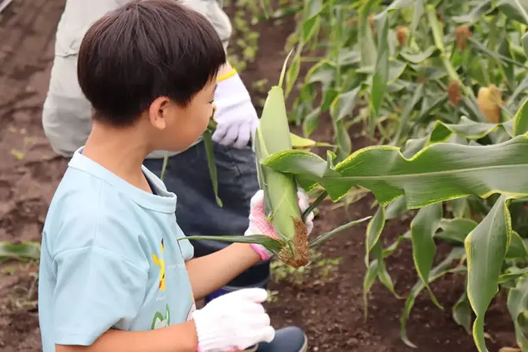 【とうきびランド収穫祭】