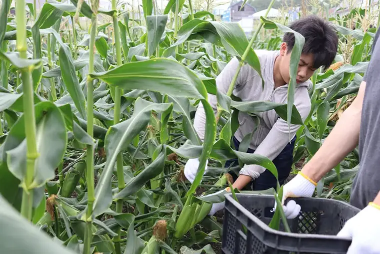 【とうきびランド収穫祭】