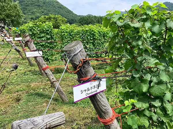 【八剣山ワイナリープロジェクト】