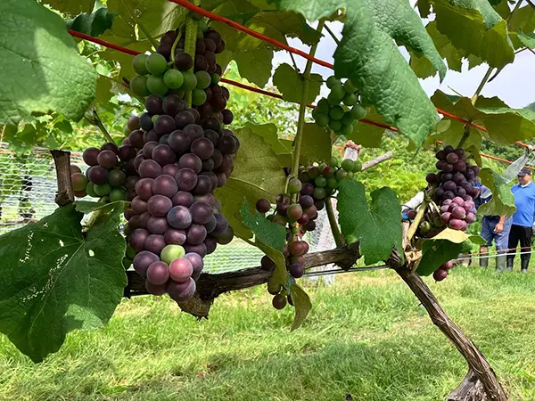 【八剣山ワイナリープロジェクト】