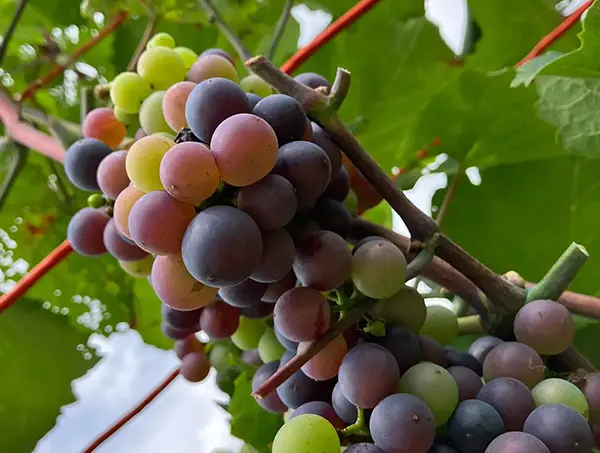 【八剣山ワイナリープロジェクト】