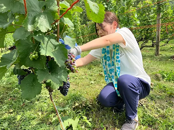 【八剣山ワイナリープロジェクト】