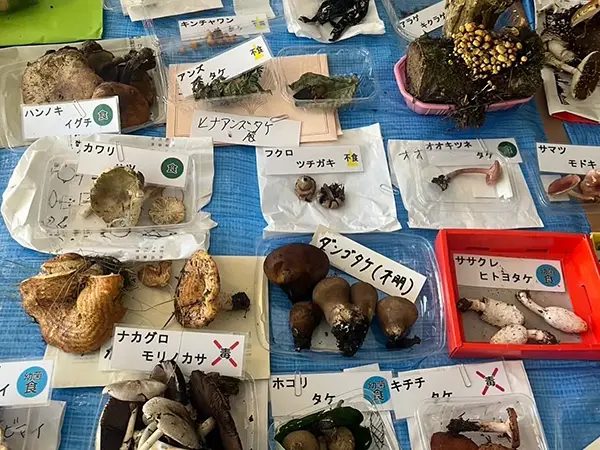 【TOYOTA SOCIAL FES 2025】