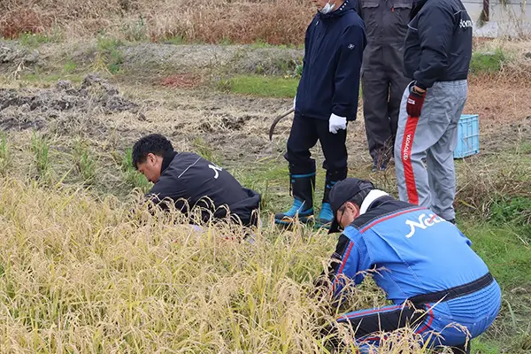 【島田農園「米米club」稲刈り】